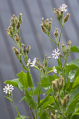 BB_20200719_0534 / Silene noctiflora / Nattsmelle