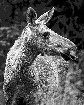 BB_20200720_0237_1 / Alces alces / Elg