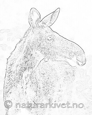 BB_20200720_0237_3 / Alces alces / Elg