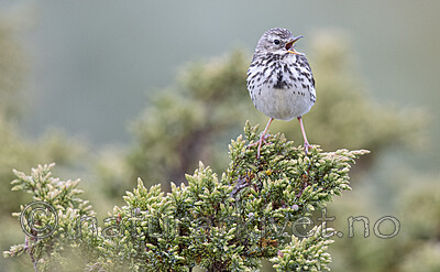 BB_20200722_0249 / Anthus pratensis / Heipiplerke
