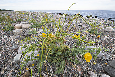 BB_20200801_0503 / Glaucium flavum / Gul hornvalmue