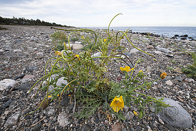 BB_20200801_0504 / Glaucium flavum / Gul hornvalmue