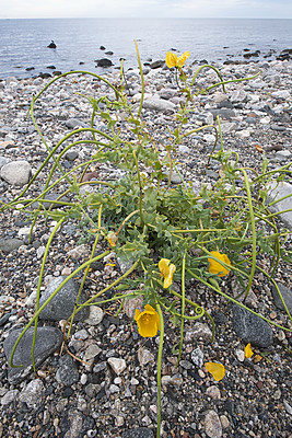BB_20200801_0512 / Glaucium flavum / Gul hornvalmue