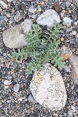 BB_20200801_0712 / Glaucium flavum / Gul hornvalmue