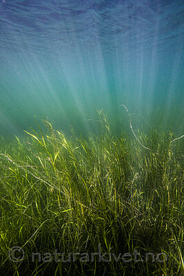 BB_20200804_0187 / Zostera marina / ålegras <br /> Zostera marina