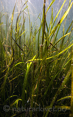 BB_20200804_0221 / Zostera marina / ålegras <br /> Zostera marina