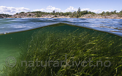 BB_20200804_0252 / Zostera marina / ålegras <br /> Zostera marina