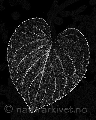 BB_20200810_0086_1 / Viola mirabilis / Krattfiol