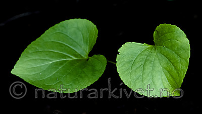 BB_20200810_0096 / Viola mirabilis / Krattfiol