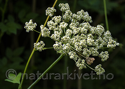 BB_20200810_0284 / Laserpitium latifolium / Hvitrot