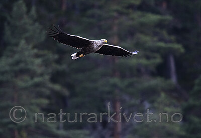 BB_20200816_0039 / Haliaeetus albicilla / Havørn