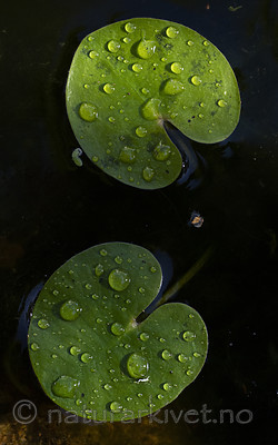 BB_20200822_0006 / Hydrocharis morsus-ranae / Froskebitt