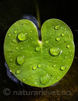 BB_20200822_0018 / Hydrocharis morsus-ranae / Froskebitt