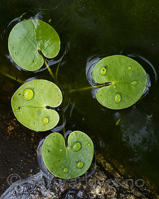 BB_20200822_0022 / Hydrocharis morsus-ranae / Froskebitt