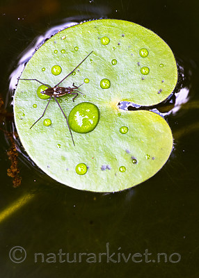 BB_20200822_0026 / Hydrocharis morsus-ranae / Froskebitt