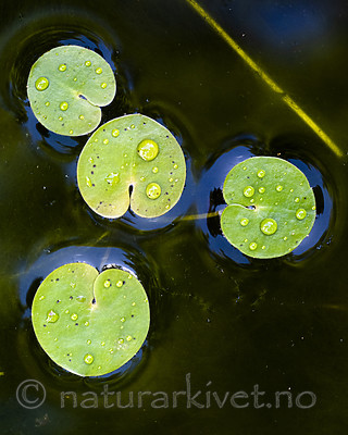 BB_20200822_0041 / Hydrocharis morsus-ranae / Froskebitt