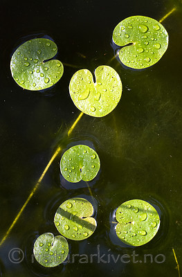 BB_20200822_0063 / Hydrocharis morsus-ranae / Froskebitt