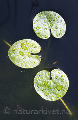 BB_20200822_0070 / Hydrocharis morsus-ranae / Froskebitt