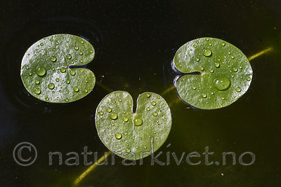 BB_20200822_0124 / Hydrocharis morsus-ranae / Froskebitt