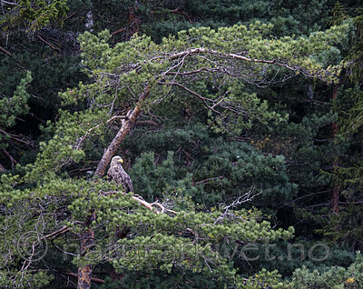 BB_20200830_0103 / Haliaeetus albicilla / Havørn