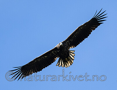 BB_20200905_0024 / Haliaeetus albicilla / Havørn