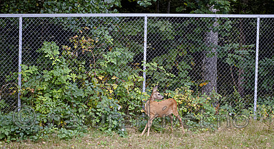 BB_20200914_0064 / Capreolus capreolus / Rådyr