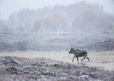 BB_20200926_0068 / Alces alces / Elg