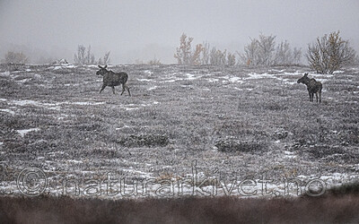 BB_20200926_0078 / Alces alces / Elg