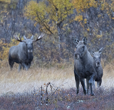 BB_20200927_0049 / Alces alces / Elg