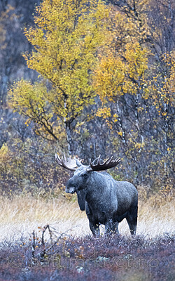 BB_20200927_0073 / Alces alces / Elg