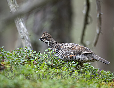 BB_20200927_0473 / Tetrastes bonasia / Jerpe