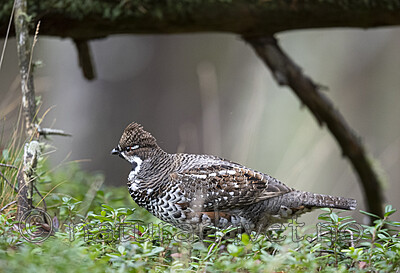 BB_20200927_0478 / Tetrastes bonasia / Jerpe