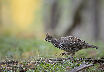 BB_20200927_0494 / Tetrastes bonasia / Jerpe