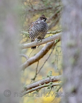 BB_20200927_0638 / Tetrastes bonasia / Jerpe