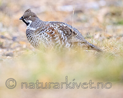 BB_20200927_0709 / Tetrastes bonasia / Jerpe