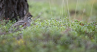 BB_20200927_0770 / Tetrastes bonasia / Jerpe