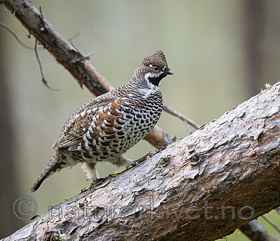 BB_20200927_0809 / Tetrastes bonasia / Jerpe