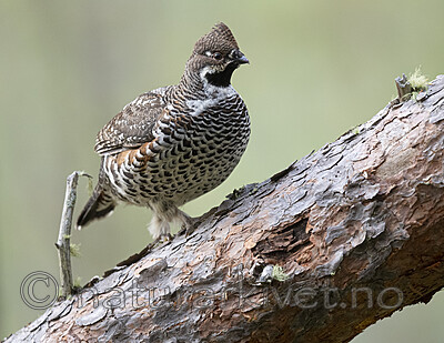 BB_20200927_0838 / Tetrastes bonasia / Jerpe