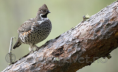 BB_20200927_0840 / Tetrastes bonasia / Jerpe