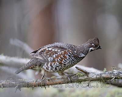 BB_20200927_0865 / Tetrastes bonasia / Jerpe