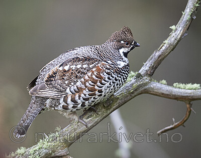 BB_20200927_0891 / Tetrastes bonasia / Jerpe