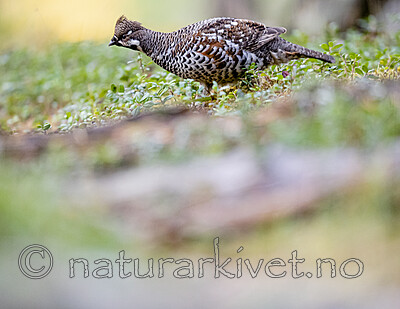 BB_20200927_0920 / Tetrastes bonasia / Jerpe