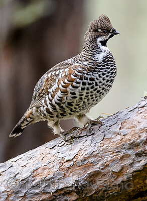 BB_20200927_0937 / Tetrastes bonasia / Jerpe