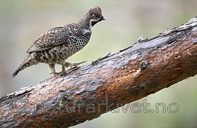 BB_20200927_0972 / Tetrastes bonasia / Jerpe