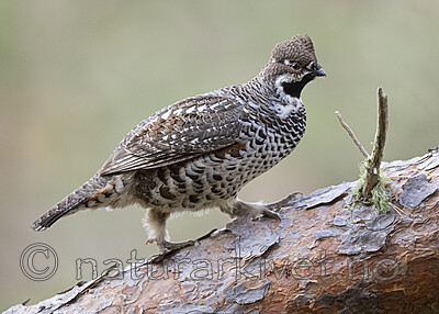 BB_20200927_0977 / Tetrastes bonasia / Jerpe