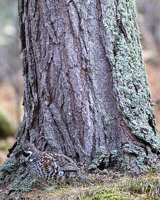 BB_20200927_1026 / Tetrastes bonasia / Jerpe