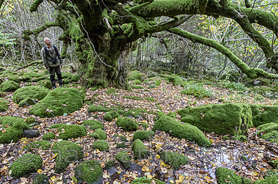 BB_20201003_0074 / Tilia cordata / Lind