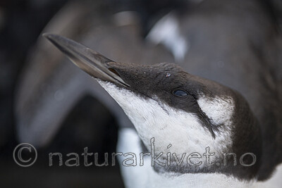 BB_20201107_0103 / Uria aalge / Lomvi