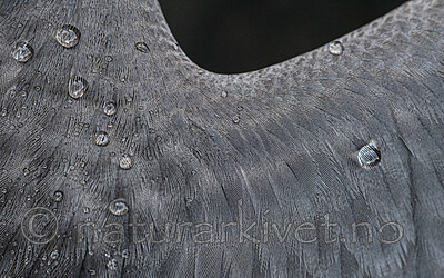 BB_20201107_0115 / Uria aalge / Lomvi