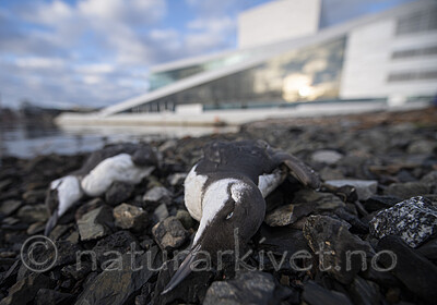 BB_20201107_0171 / Uria aalge / Lomvi